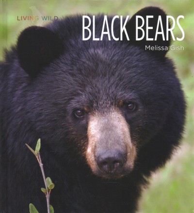 Black bears / Melissa Gish.